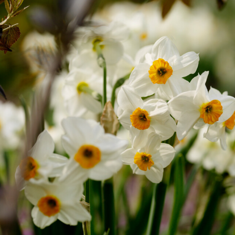 jonquilles blanches à cœur jaune dans un jardin