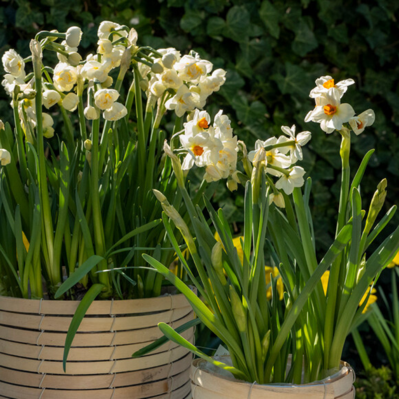 Des jonquilles en pot, à fleurs blanches et à feuilles vertes, se détachant sur un fond naturel flou.