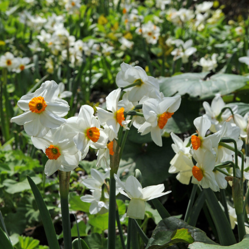 Des jonquilles blanches à cœur orange dans un jardin