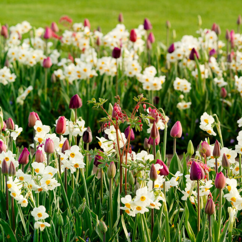 Champ de jonquilles et de tulipes violettes avec de l'herbe verte en arrière-plan