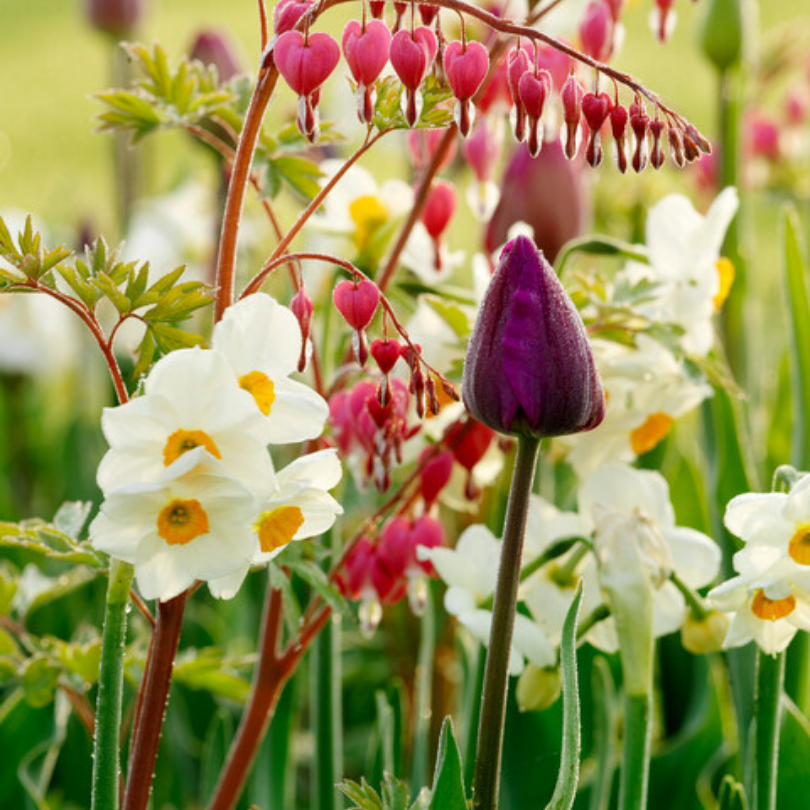 Jardin fleuri avec des jonquilles blanches, des fleurs roses en forme de cœur et une tulipe violette.