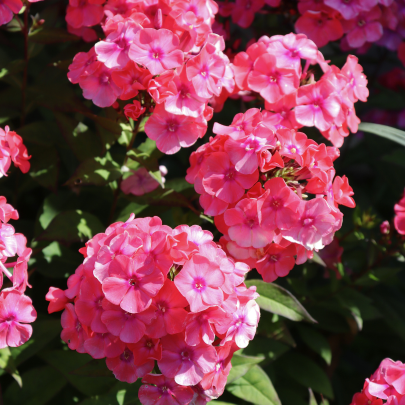 Close up image of hot pink phlox flowers in a sunny garden