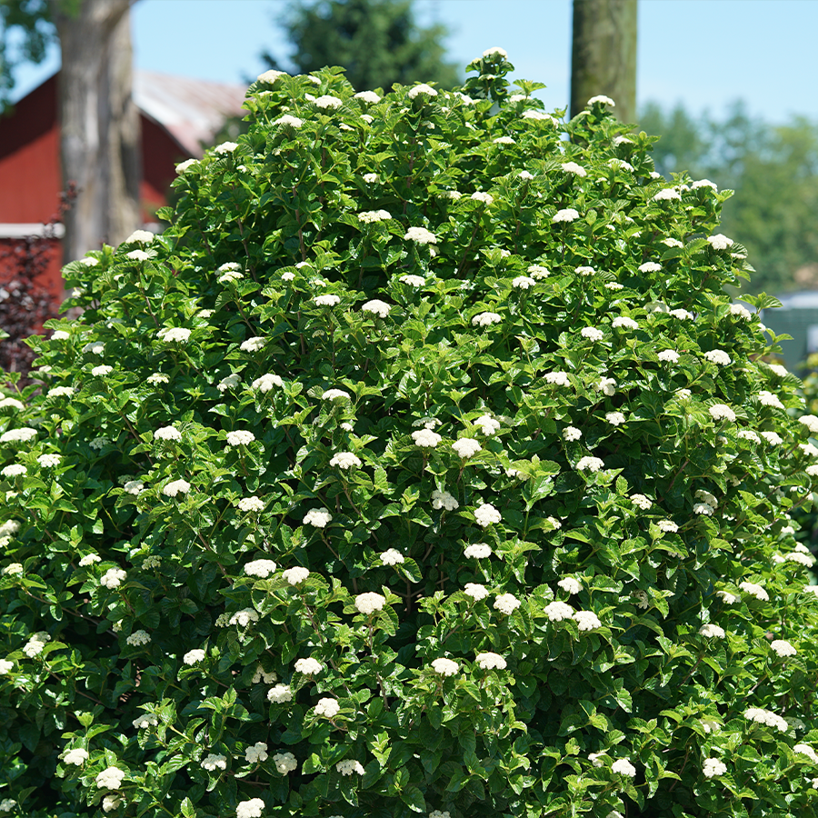 White viburnum flowers in a sunny garden