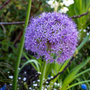 L'allium 'Globemaster', avec sa fleur violette naturellement globuleuse, se déploie dans un cadre naturel avec un feuillage vert.