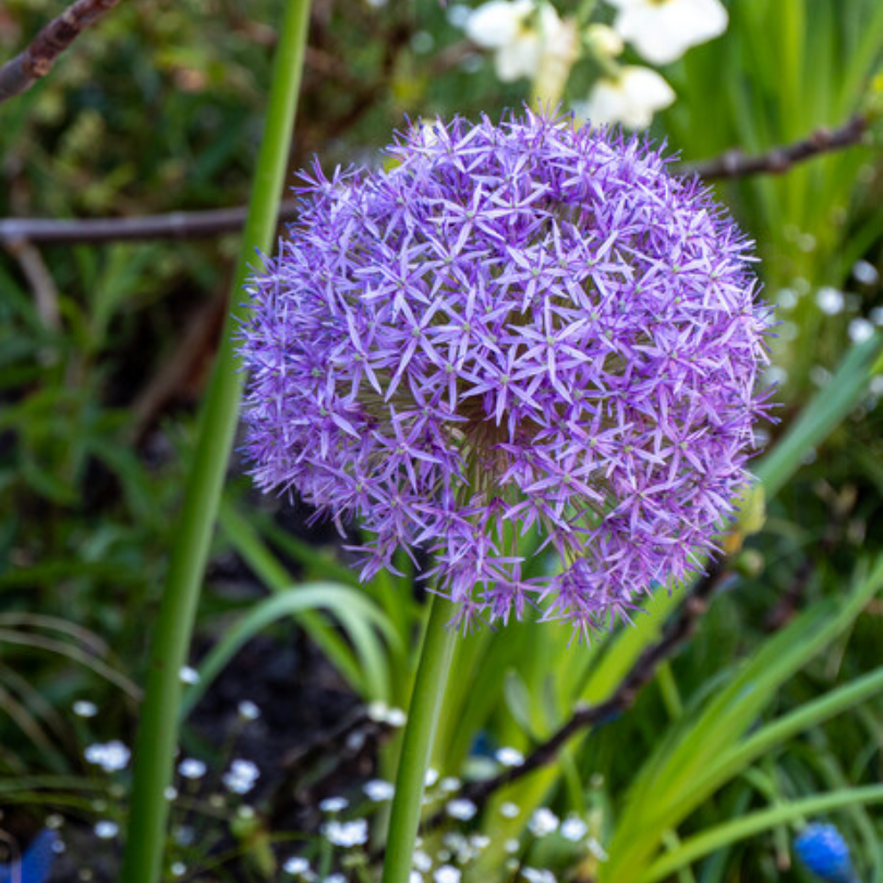 L'allium 'Globemaster', avec sa fleur violette naturellement globuleuse, se déploie dans un cadre naturel avec un feuillage vert.