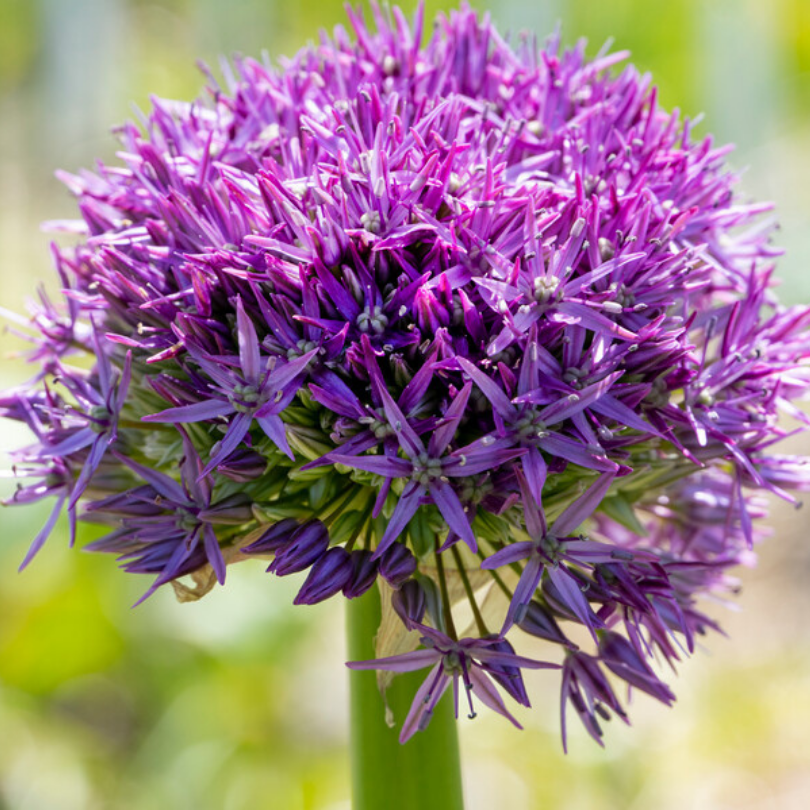 Gros plan sur la fleur violette de l'allium 'Globemaster' avec un fond vert flou.