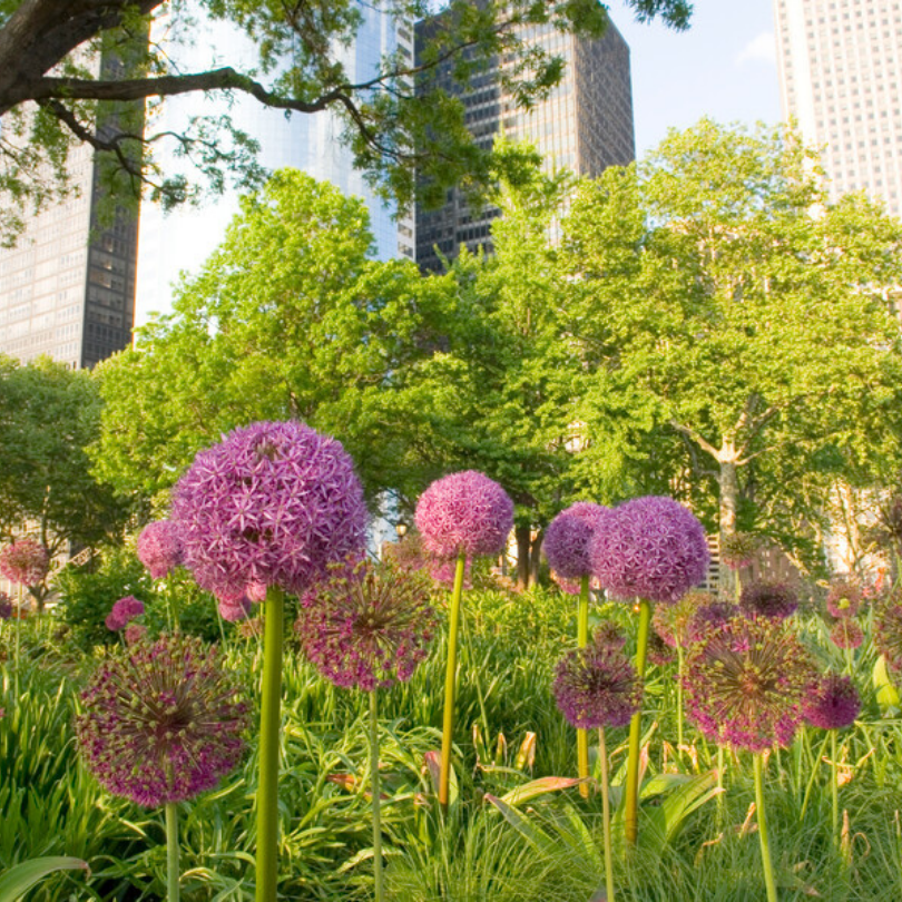 Fleurs violettes de l'ail 'Globemaster' dans un parc avec de hauts immeubles en arrière-plan