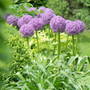 Les fleurs violettes de l'ail Globemaster apportent une touche verticale intéressante aux massifs mixtes.