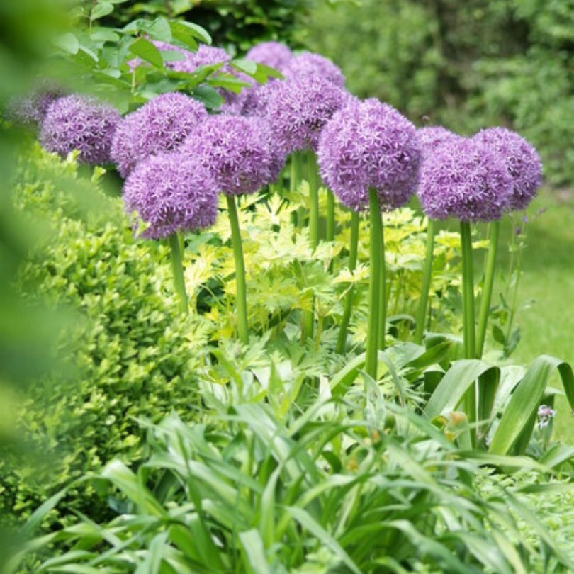 Les fleurs violettes de l'ail Globemaster apportent une touche verticale intéressante aux massifs mixtes.