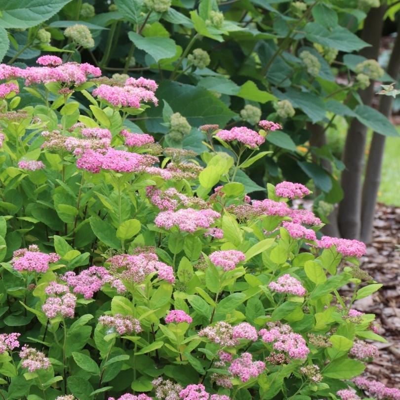 Spirée à feuilles de bouleau roses Glow Girl en fleurs dans un jardin