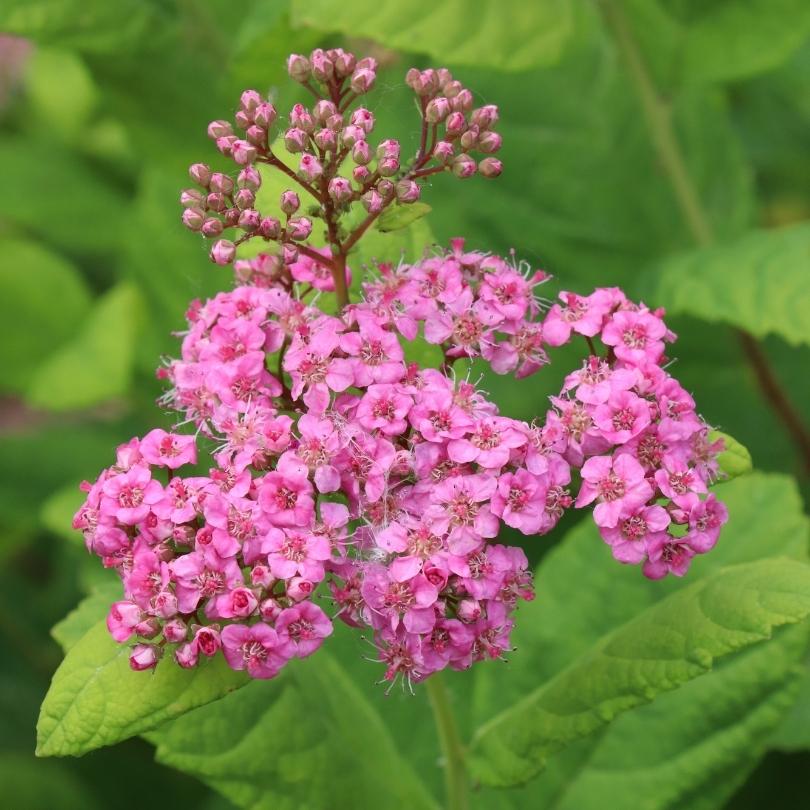 Gros plan sur des fleurs roses avec des feuilles vertes en arrière-plan