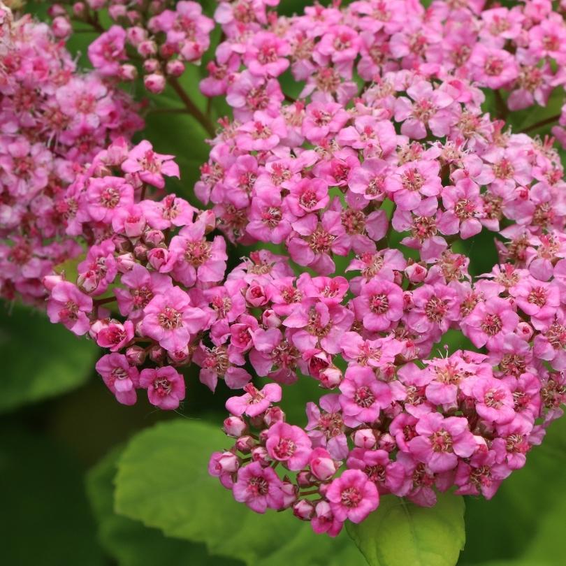 Gros plan sur des fleurs roses avec des feuilles vertes en arrière-plan