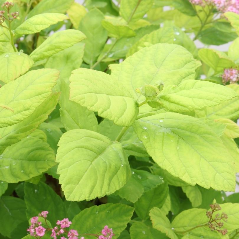 Gros plan sur des feuilles vert chartreuse ressemblant à du bouleau avec des fleurs roses en arrière-plan