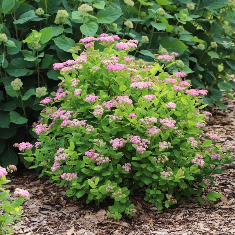 Les fleurs roses contrastent avec le feuillage chartreuse de la spirée à feuilles de bouleau rose « Glow Girl » dans un parterre paillé.