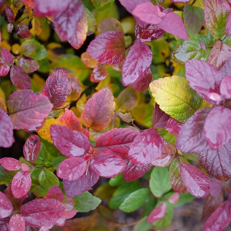 Gros plan sur le feuillage d'automne rose et vert de la spirée à feuilles de bouleau rose Glow Girl