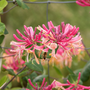 Bee feeding on the rich nectar from bright pink honeysuckle flowers