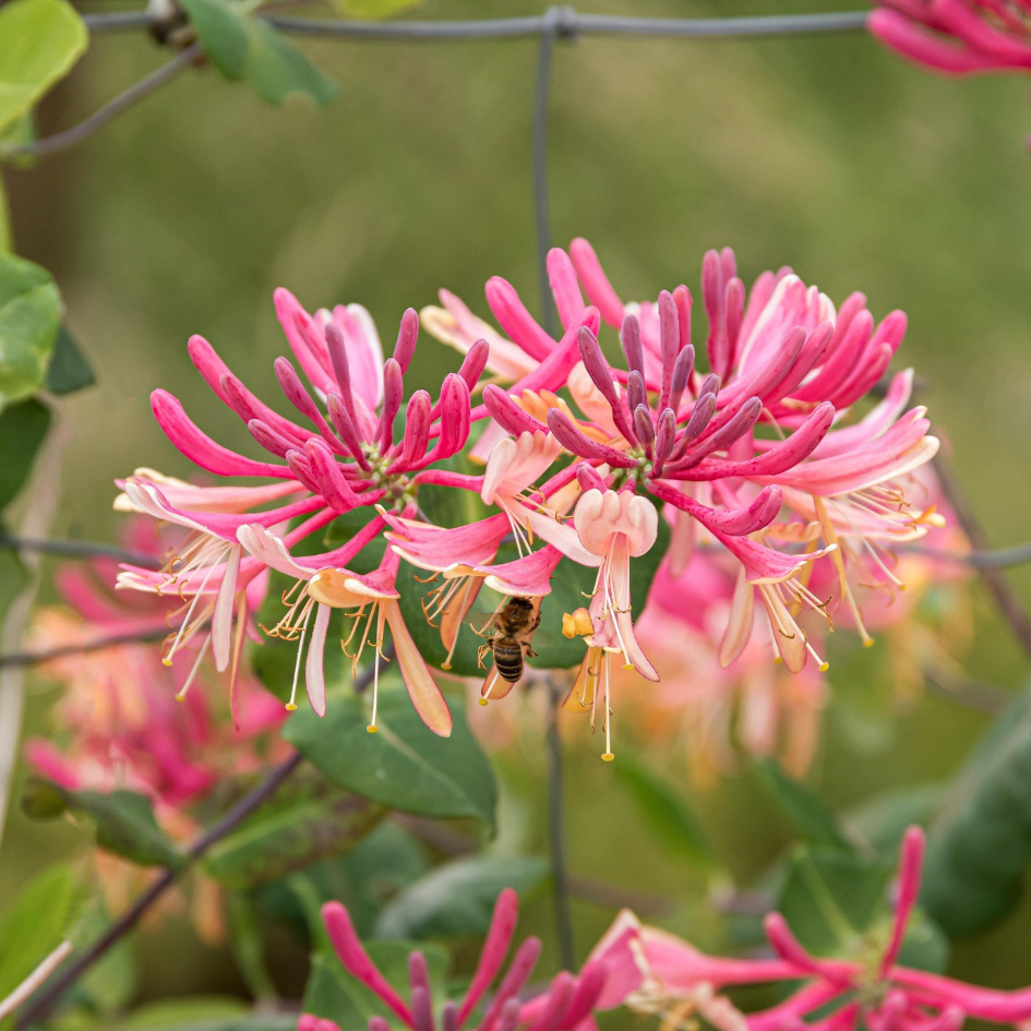 Bee feeding on the rich nectar from bright pink honeysuckle flowers