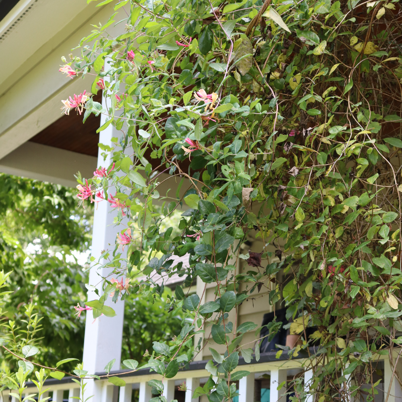 Honeysuckle vine with pink flowers climbing a white columned building