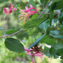 Pink honeysuckle flowers with green foliage on a blurred natural background