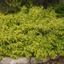 Green and yellow variegated wintercreeper spilling over a stone wall