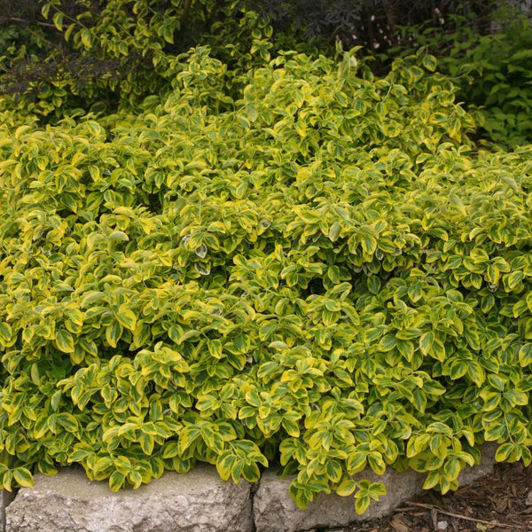 Gold Splash Wintercreeper (Euonymus)