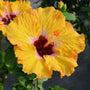 Hollywood Hibiscus® Golden Globe™ Tropical Hibiscus with bright yellow flowers and red centers