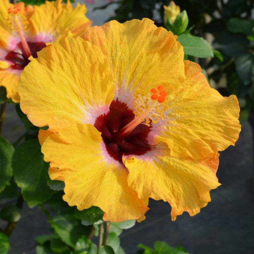 Hollywood Hibiscus® Golden Globe™ Tropical Hibiscus with bright yellow flowers and red centers
