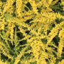 Des dizaines de fleurs jaunes éclatantes, semblables à des feux d'artifice, sur les verges d'or
