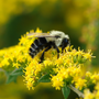 Abeille se nourrissant du nectar d'une fleur de verge d'or