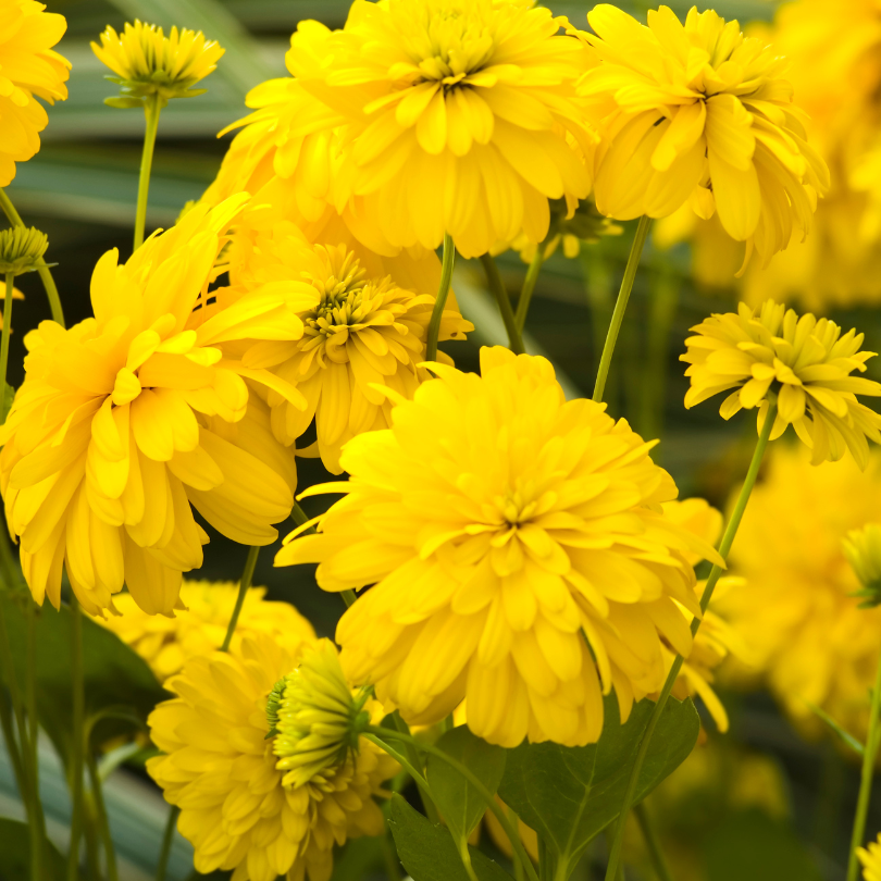 Robust double-yellow flowers rise atop  the foliage of deeply-lobed, dark green leaves.