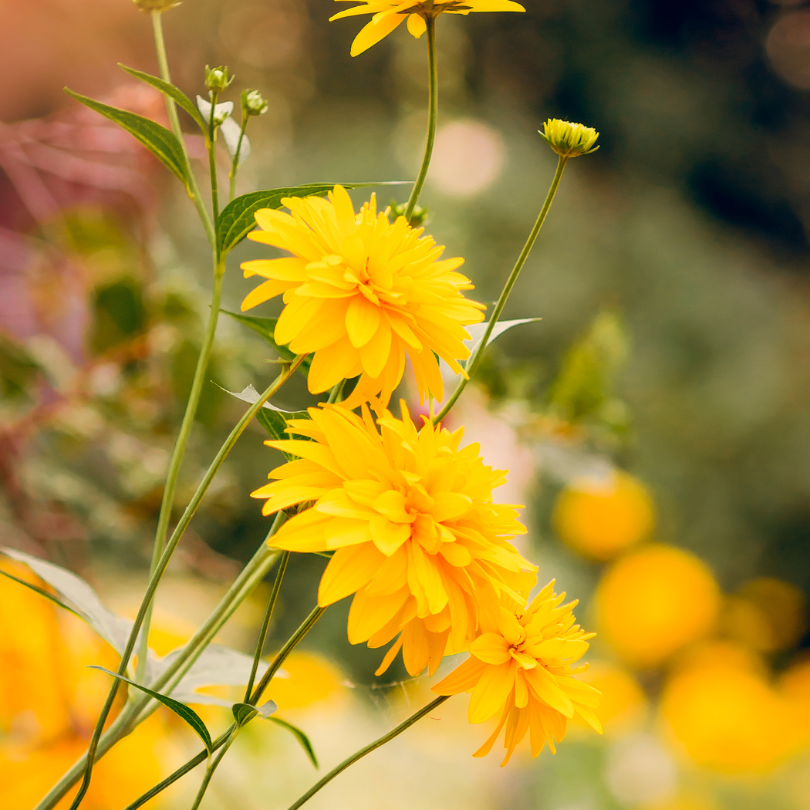 Fluffy golden yellow blooms stand tall upon strong stems in the landscape.