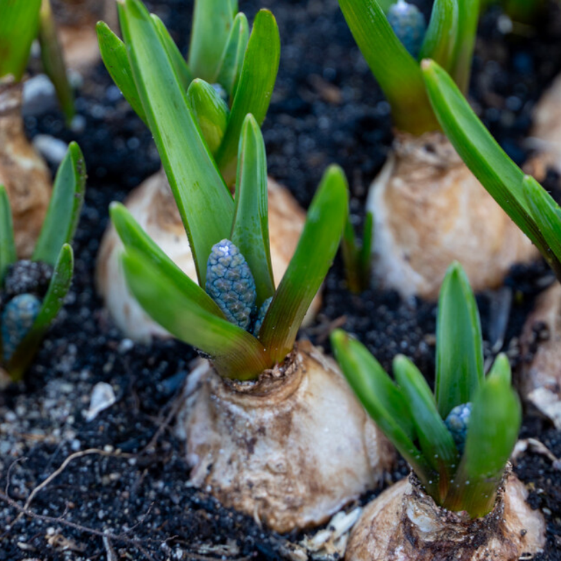 Great Garden Plants Grape Hyacinth - Thumbnail 2