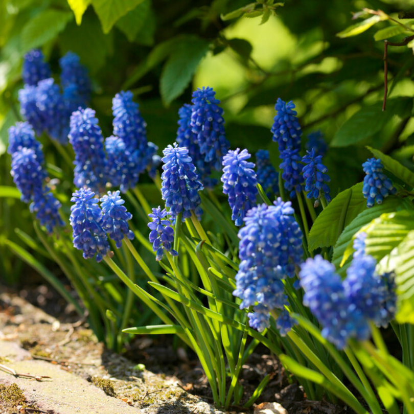 Great Garden Plants Grape Hyacinth - Thumbnail 5