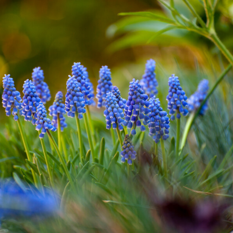 Great Garden Plants Grape Hyacinth - Thumbnail 3