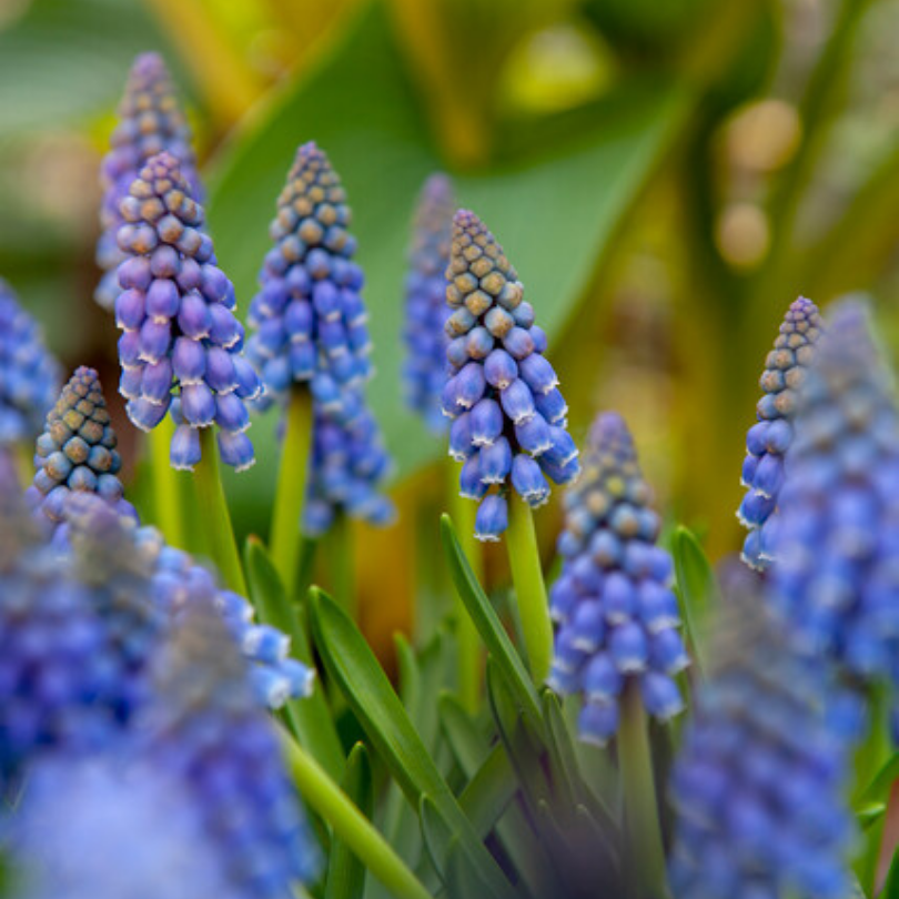 Great Garden Plants Grape Hyacinth