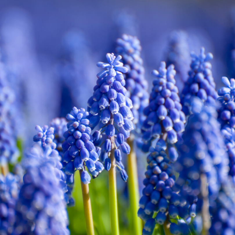 Great Garden Plants Grape Hyacinth - Thumbnail 4