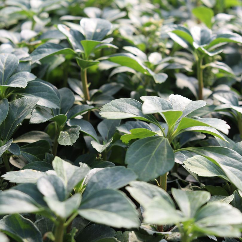 Close-up of green pachysandra foliage