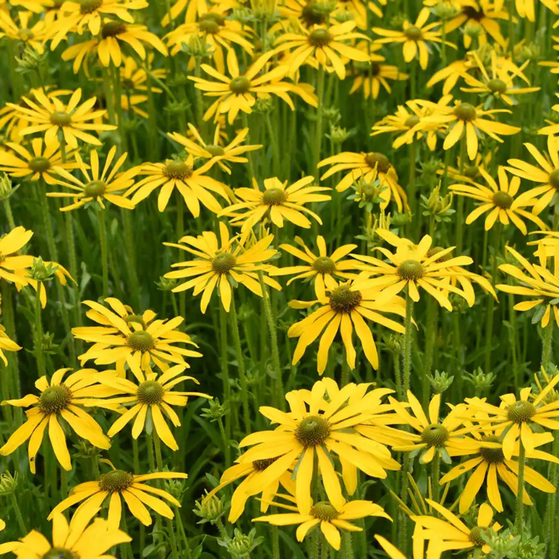 Les pétales jaune chartreuse débutent par un cœur vert qui s'adoucit pour devenir jaune puis brun.