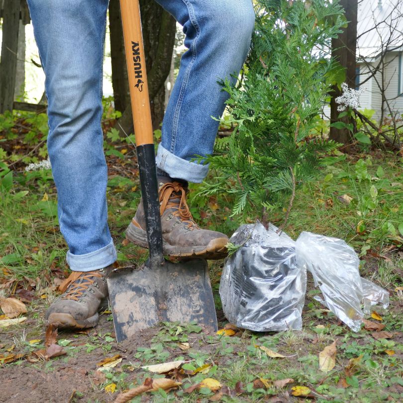 Person using a shovel to dig in the ground with a Green Giant arborvitae tree