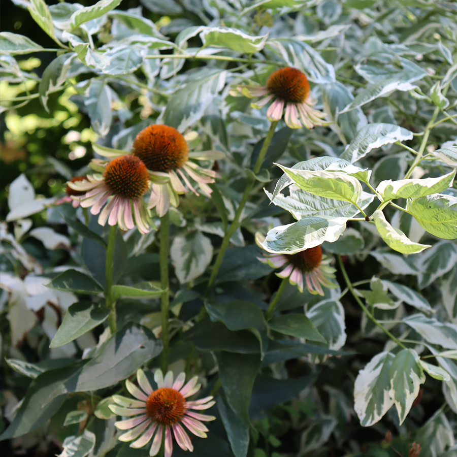 echinacea green twister seeds 'Green Twister' Coneflower (Echinacea)