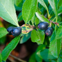 Dark blue berries on aronia shrub