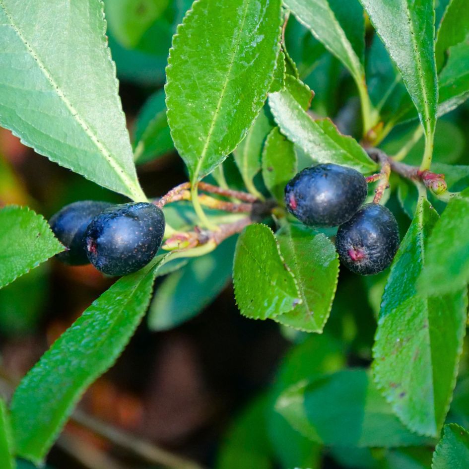 Dark blue berries on aronia shrub