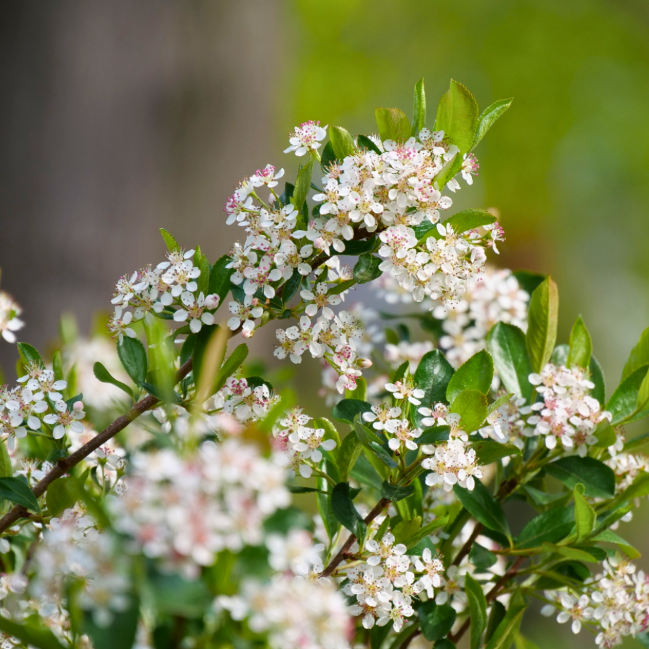 Ground Hug™ Aronia | Proven Winners – Great Garden Plants