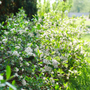 Aronia flowers hugging the ground along a garden hedge