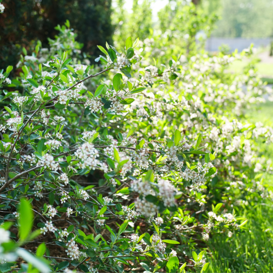 Aronia flowers hugging the ground along a garden hedge