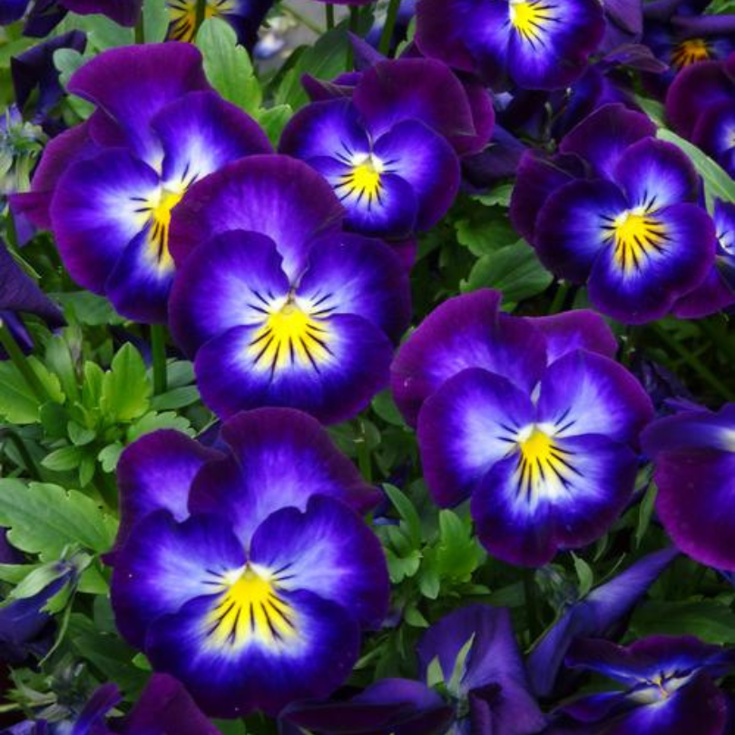 Close up image of beautiful violet flowers with stunning blue and yellow centers