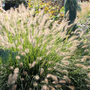 Fluffy perennial grass plumes shining in the landscape
