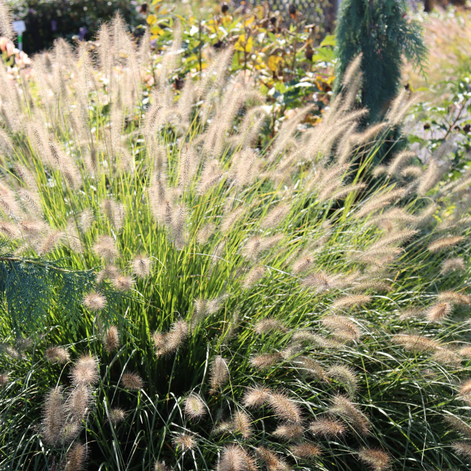 Fluffy perennial grass plumes shining in the landscape