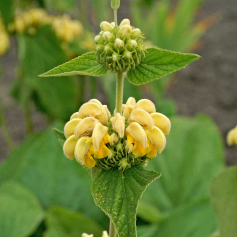 A closer look at the soft yellow blooms and the wooly, wrinkled grey-green leaves.