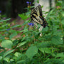 Swallowtail butterfly on a hardy plumbago plant with a blurred background